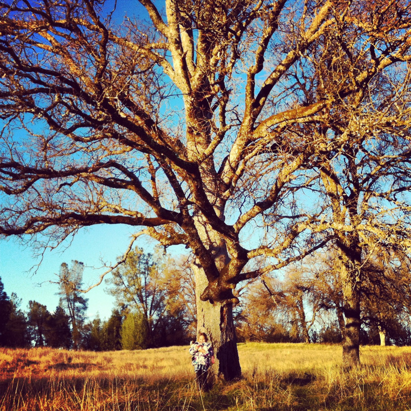 California Oak 